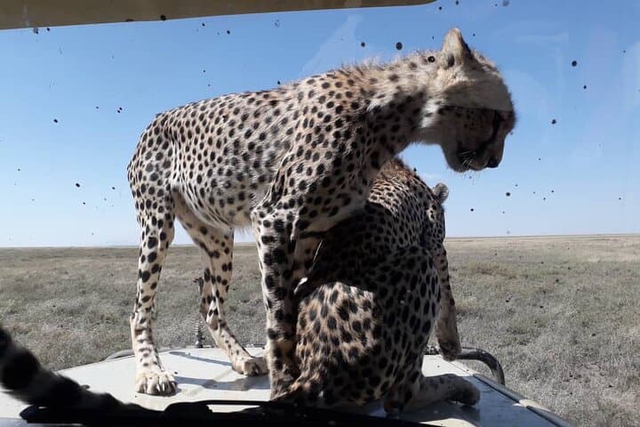 5-Day Tanzania Budget Camping Safari: Tarangire, Serengeti & Ngorongoro photo 3