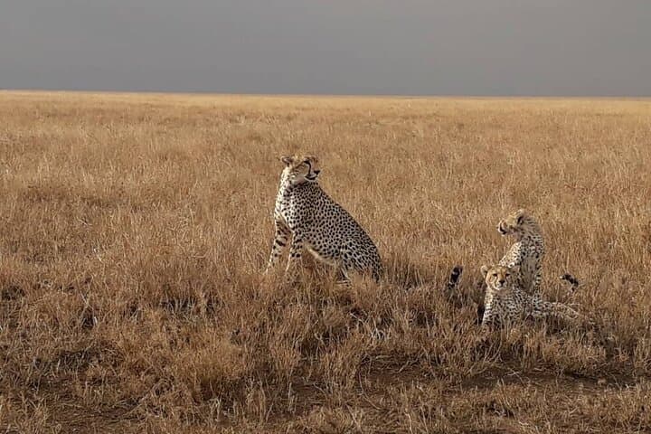 5-Day Tanzania Budget Camping Safari: Tarangire, Serengeti & Ngorongoro photo 4