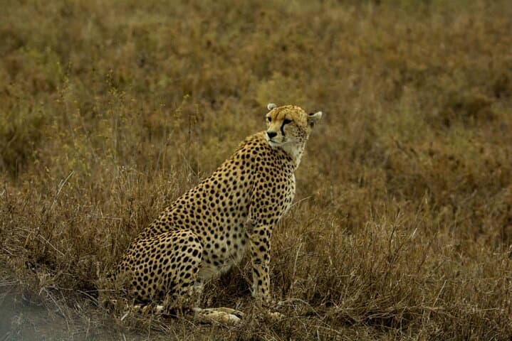 5-Day Tanzania Budget Camping Safari: Tarangire, Serengeti & Ngorongoro photo 5