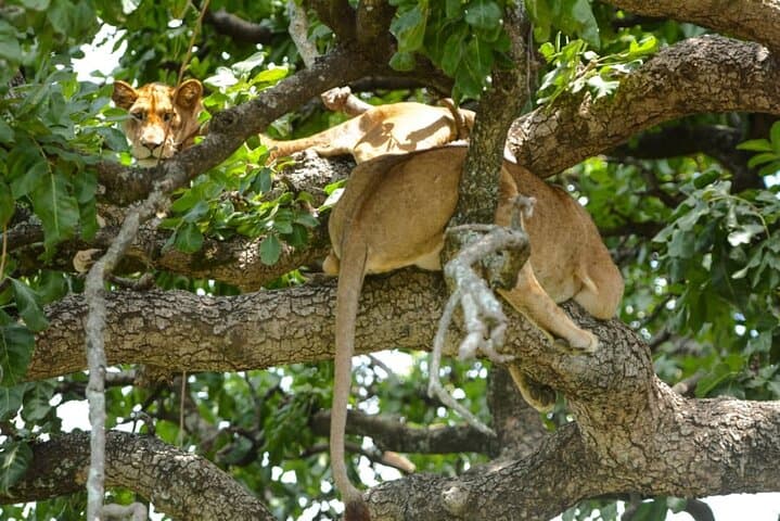 5-Day Tanzania Budget Camping Safari: Tarangire, Serengeti & Ngorongoro photo 6