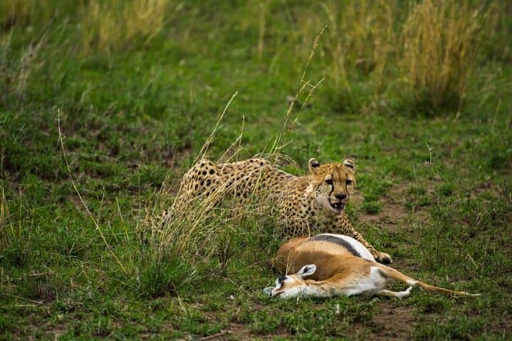 2-Day Budget Camping Safari Tarangire Ngorongoro Lake Manyara photo 1