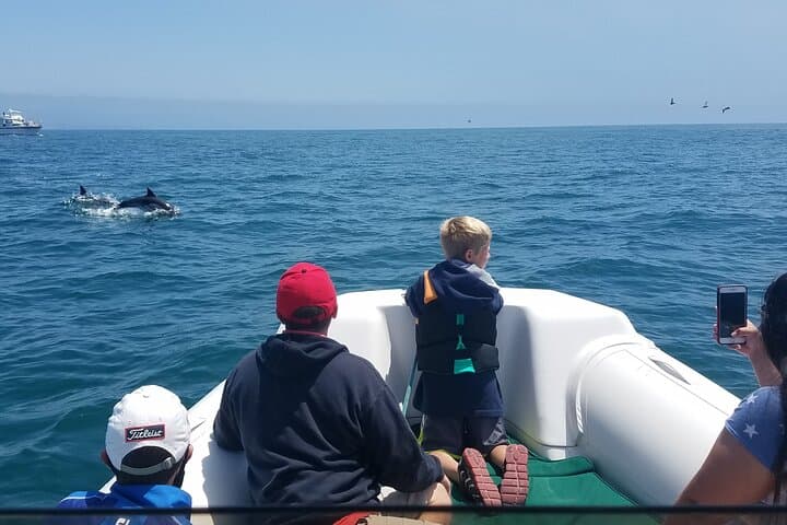 High-Speed Private Dolphin and Whale Watching Tour in Newport Beach