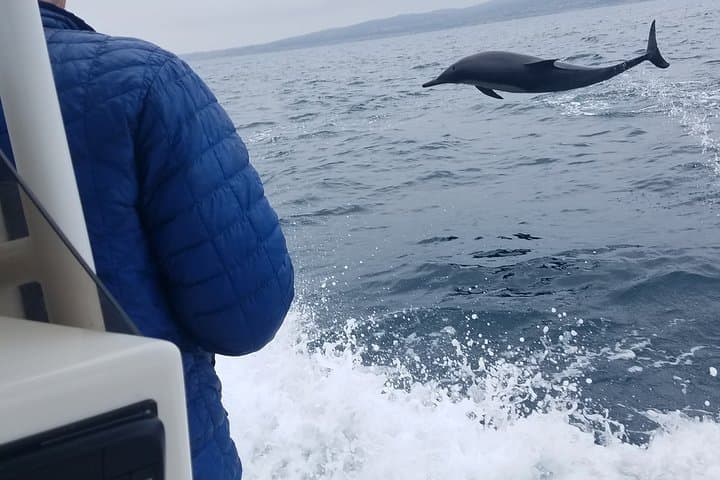 High-Speed Private Dolphin and Whale Watching Tour in Newport Beach photo 4