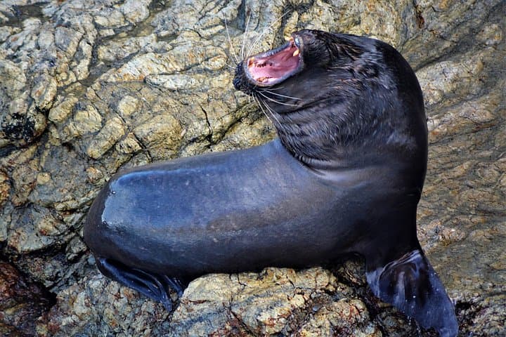 Ruta del Sol: 2-Day Salinas & Puerto El Morro Estuary Wildlife Tour photo 3
