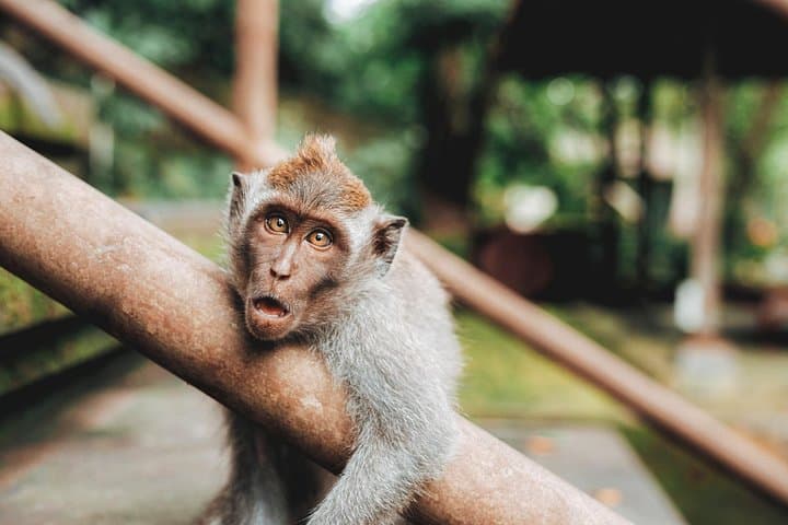 Best of Ubud in a Day: Jungle Swing, Rice Terraces & Sacred Springs photo 3