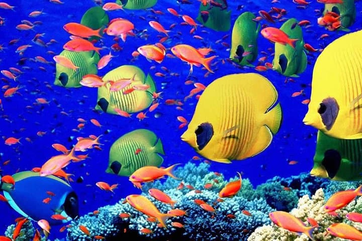 Paradise Island Day Trip — Full-Day Snorkeling & Giftun Island Tour photo 2