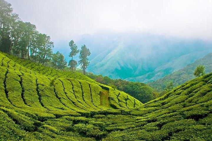 7-Night Kerala Highlights: Kochi, Munnar Tea Hills, Periyar Wildlife & Alleppey Backwaters photo 3