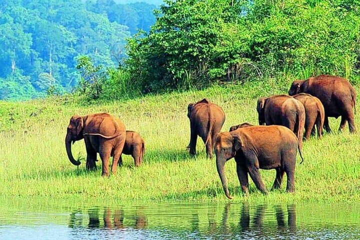7-Night Kerala Highlights: Kochi, Munnar Tea Hills, Periyar Wildlife & Alleppey Backwaters photo 4