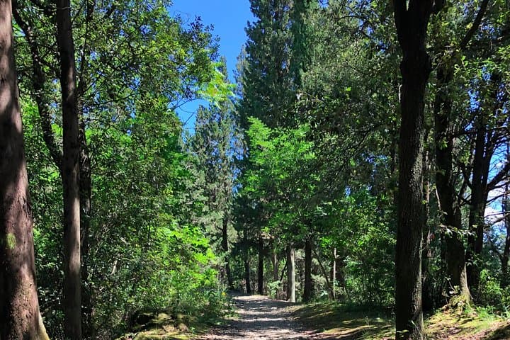 Florence Hills Hike: Monte Ceceri Views, Tuscan Lunch & Wine photo 6