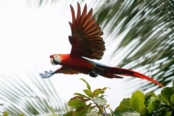 Sleeping at Sirena: Overnight Corcovado Adventure from Drake Bay photo 5
