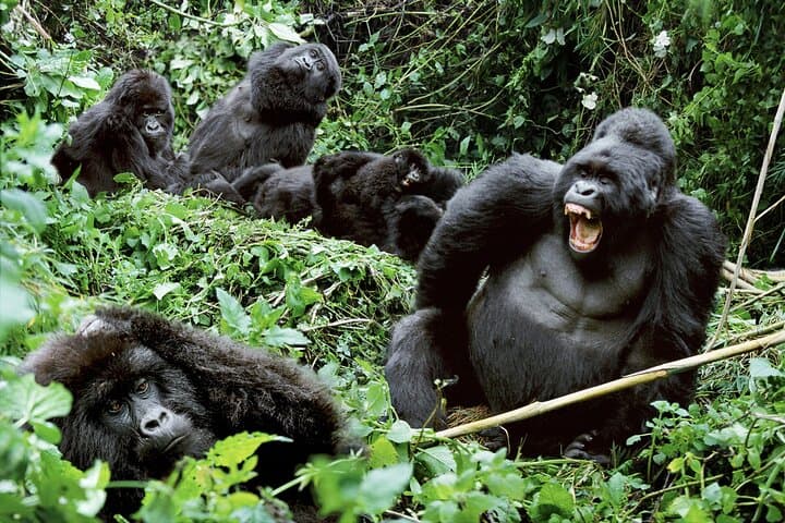 3-Day Luxury Gorilla Trekking in Bwindi: Rushaga Gorilla Safari Guide