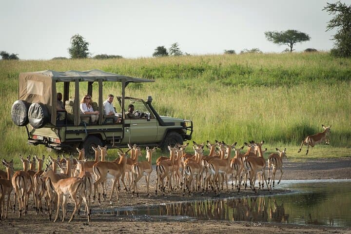 Hwange Park Big 5 Game Drive — Full-Day Safari in Zimbabwe photo 4