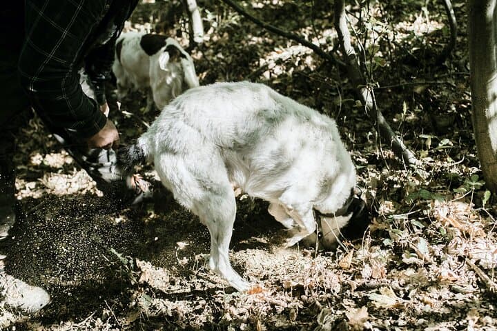 Truffle Hunting Near Alba: Private Trifolao Walk & Tasting in the Langhe photo 2