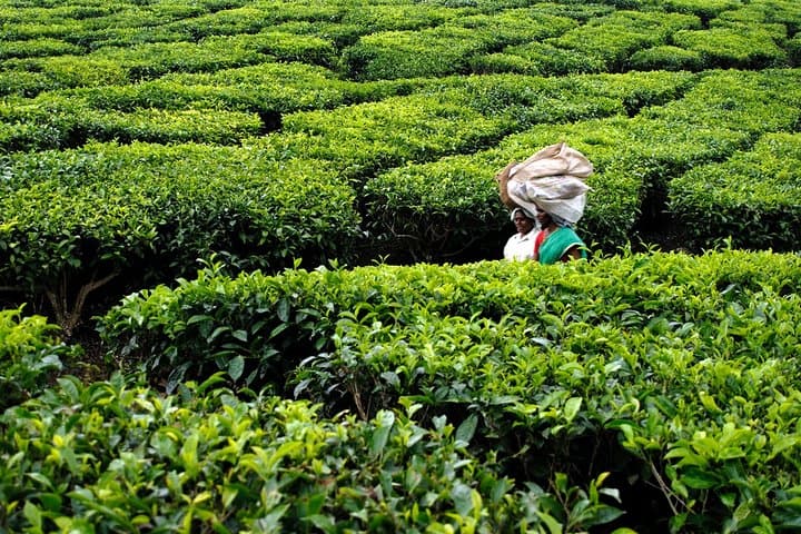 Munnar 3-Day Private Sightseeing from Madurai — Tea Estates, Eravikulam & Mattupetty photo 4