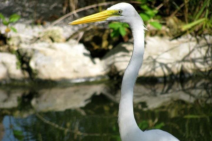 Private Boat Tour to Limón Beach and Lagoon — Miches Nature Cruise photo 2