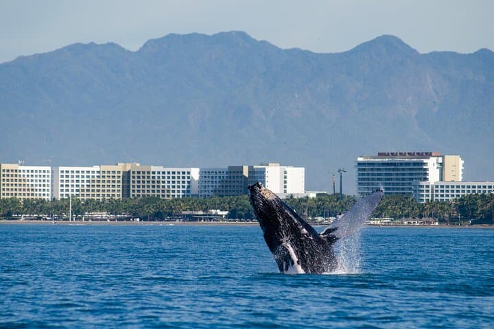 Puerto Vallarta Whale Watching Cruise: Humpbacks, Catamaran Lunch & Bay Views