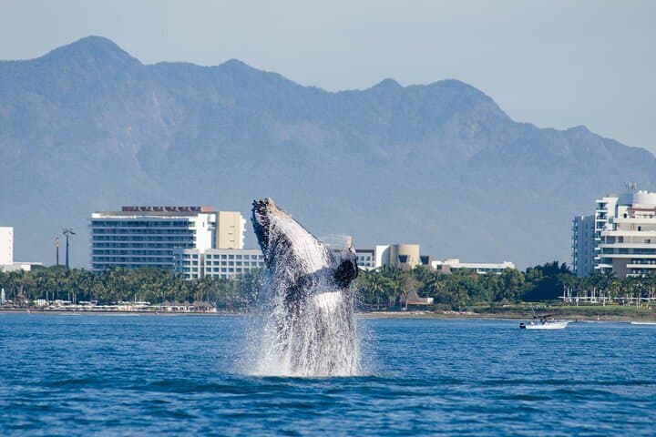Puerto Vallarta Whale Watching Cruise: Humpbacks, Catamaran Lunch & Bay Views photo 6