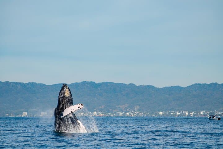 Puerto Vallarta Whale Watching Cruise: Humpbacks, Catamaran Lunch & Bay Views photo 2