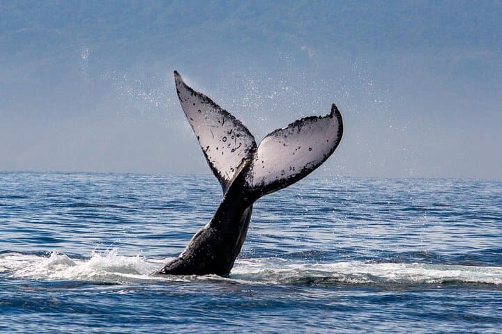 Puerto Vallarta Whale Watching Cruise: Humpbacks, Catamaran Lunch & Bay Views photo 5