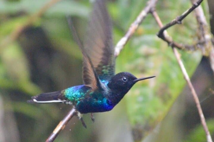 Private Mindo Cloud Forest Day Trip — Coffee, Chocolate, Waterfalls & Wildlife photo 2