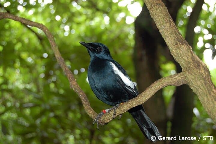 Praslin Full-Day Excursion: Cousin, Curieuse & St. Pierre Islands Boat Tour photo 5