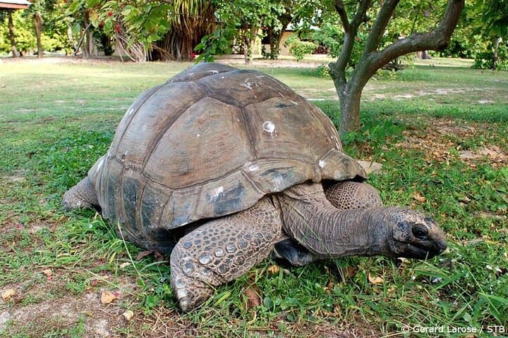 Praslin Full-Day Excursion: Cousin, Curieuse & St. Pierre Islands Boat Tour photo 6