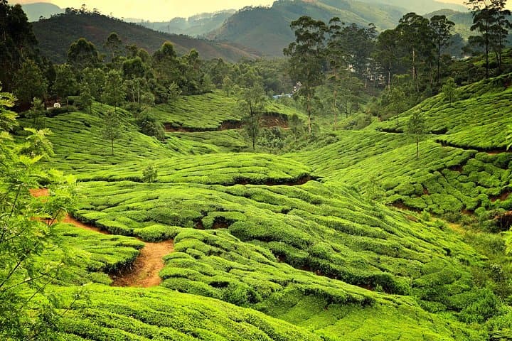 Kerala Backwaters & Western Ghats: 8-Day Private Tour from Kochi photo 5