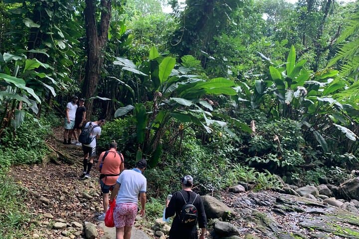 Rainforest River Nature Walk and Luquillo Beach — El Yunque Half-Day Adventure photo 2