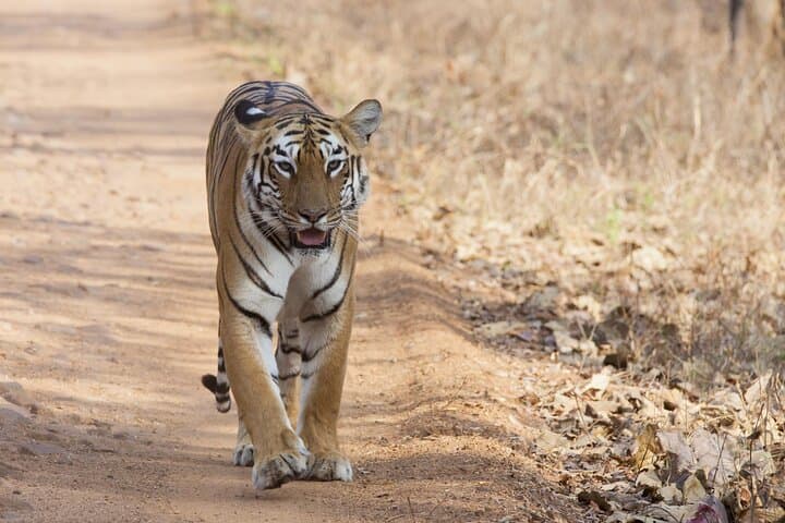 From Bangalore to Bandipur via Mysore: 3-Day Wildlife & Heritage Safari