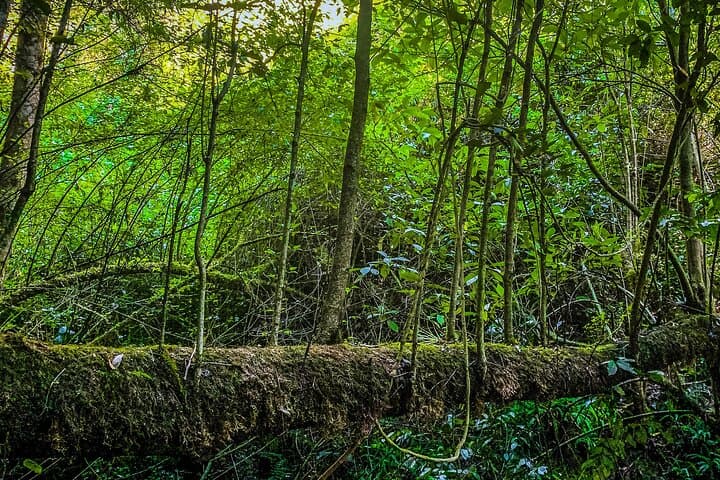 Full-Day Bromeliad Forest Hike and Cultural Tour from Oaxaca