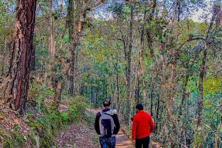 Full-Day Bromeliad Forest Hike and Cultural Tour from Oaxaca photo 4