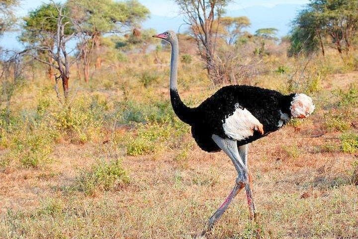 3-Day Samburu Luxury Safari | Samburu National Reserve Wildlife Itinerary photo 4