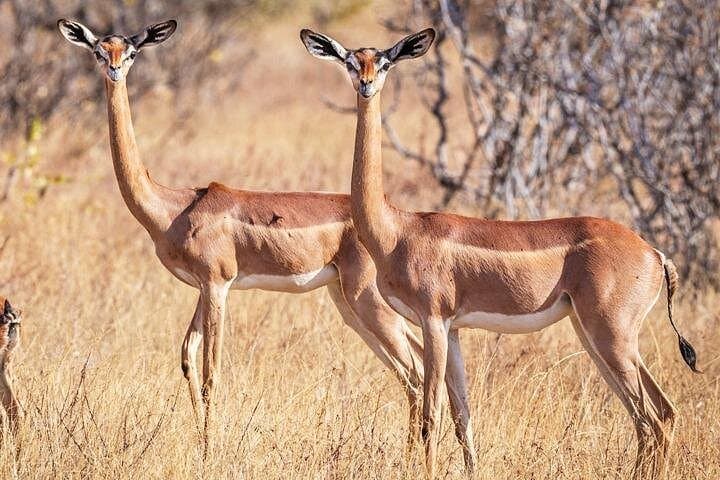 3-Day Samburu Luxury Safari | Samburu National Reserve Wildlife Itinerary photo 2