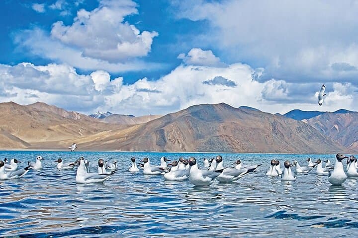 Leh to Pangong Lake Overnight: High-Altitude Camp at Pangong Tso photo 4