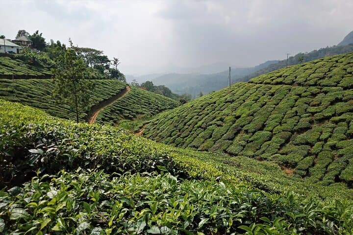 Munnar 3-Day Private Sightseeing from Madurai — Tea Estates, Eravikulam & Mattupetty photo 2