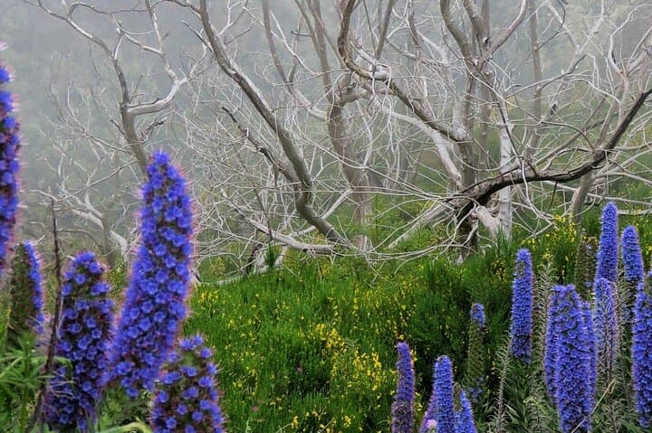Cabo Girão Skywalk, Vineyards and 4x4 Landscapes Day Tour in Madeira photo 3