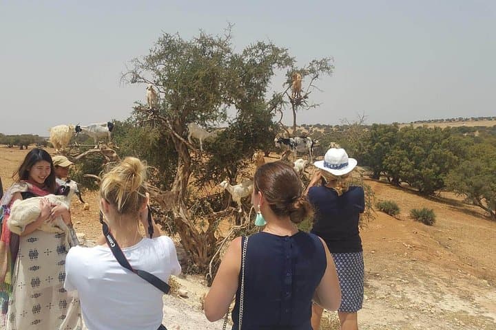 Essaouira Day Trip from Marrakech: Coastal Medina, Beaches & Gnawa Music photo 4