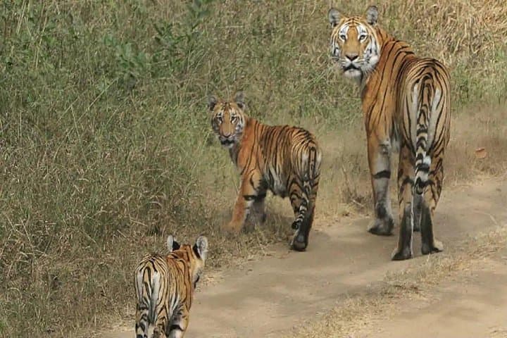 3-Day Safari in Pench National Park: Tigers, Leopards & Birdlife