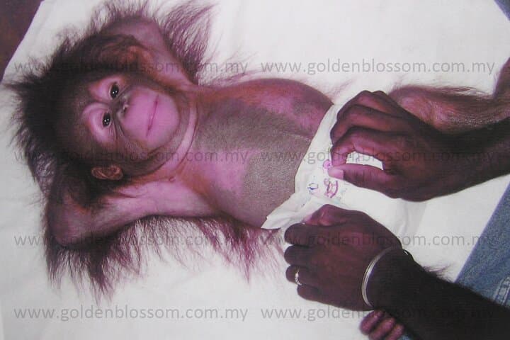 Orang Utan Sanctuary at Bukit Merah & Ipoh Old Town Guided Day Tour photo 2