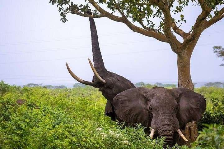 Murchison Falls 3-Day Wildlife Safari: Boat Cruise, Game Drives & Falls Hike photo 4