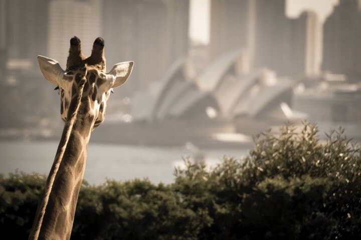 Sydney Whale Watching and Taronga Zoo Combo — Whale Cruise + Zoo Entry photo 6