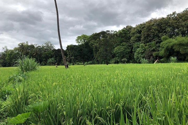 Rau Forest Reserve Day Hike Near Moshi — Springs, Colobus Monkeys & Tree Planting photo 2