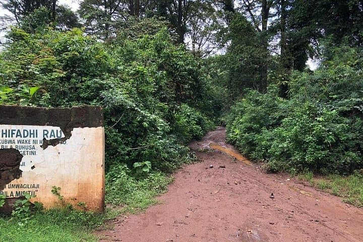 Rau Forest Reserve Day Hike Near Moshi — Springs, Colobus Monkeys & Tree Planting photo 3