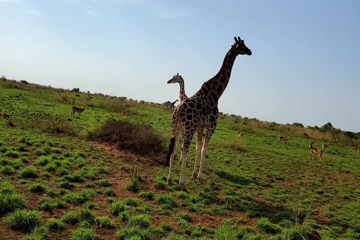 3-Day Murchison Falls Wildlife Safari from Kampala photo 4