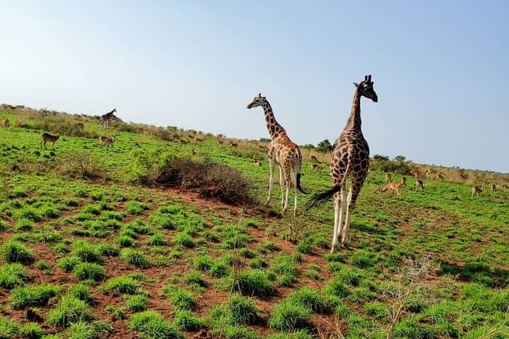 3-Day Murchison Falls Wildlife Safari from Kampala photo 5