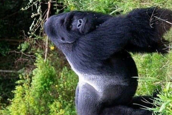 7-Day Gorilla Safari — Bwindi, Queen Elizabeth & Rwenzori Highlights photo 2