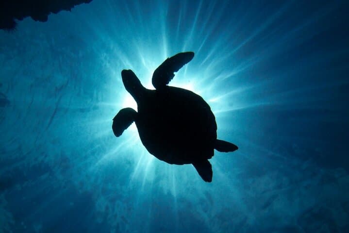 Discover Scuba Dive at Makena Landing — Intro Shore Dive in South Maui photo 3