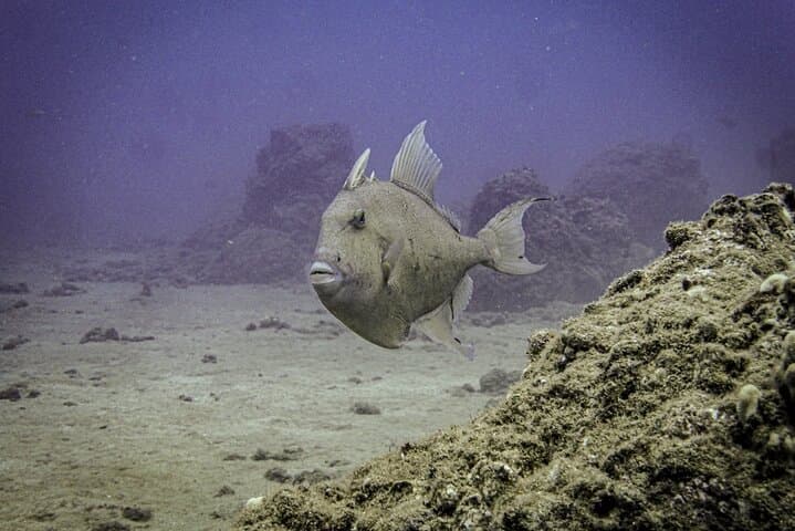 Discover Scuba Dive at Makena Landing — Intro Shore Dive in South Maui photo 4