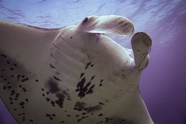 Makena Underwater Scooter Dive — DPV Shore Dive for Certified Divers photo 6