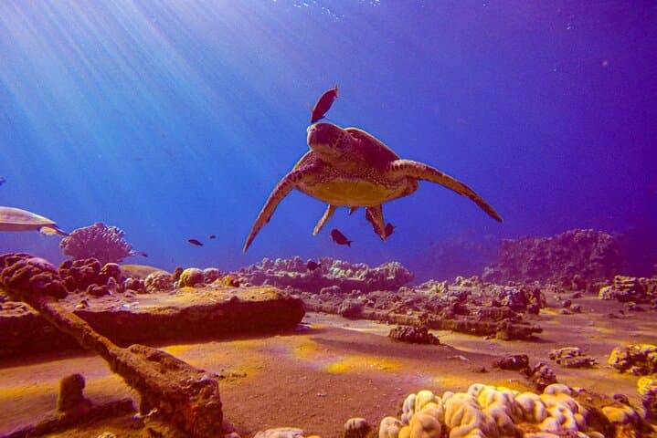 South Maui Shore Dive: Certified Shore Scuba in Wailea and Makena